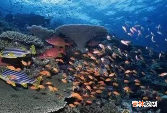 中国四大渔场 如今却只剩两个