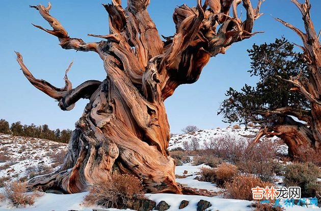 世界十大最美丽的树木 雪曼将军树位居第一