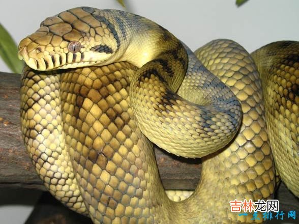 十种世界上最长的蛇 黑曼巴蛇仅排第十