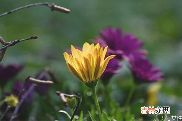 没有感情的婚姻该不该为了孩子维持 有一种婚姻叫为了孩子