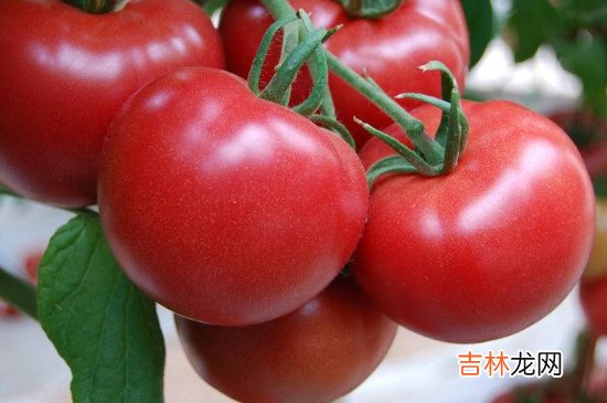 夏天消暑吃什么水果