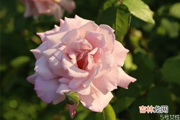 为什么凤凰男发家后出轨 凤凰男出轨几率是不是特别大
