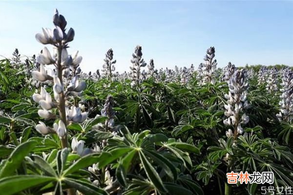 为什么女生不喜欢凤凰男 嫁给凤凰男的女生有这几个特征