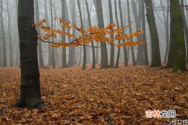 为什么女生不喜欢凤凰男 嫁给凤凰男的女生有这几个特征