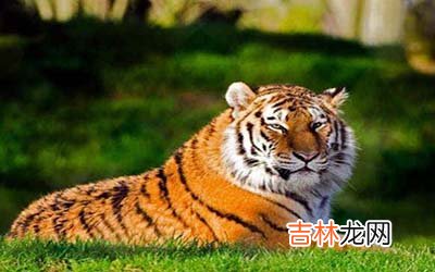 属虎巨蟹座B型血的人性格有什么特征