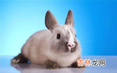 属兔狮子座B型血的人性格有什么特征