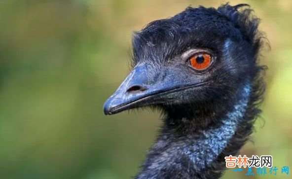 世界现存最大的鸟类 第一名体重150公斤,身高超过姚明!