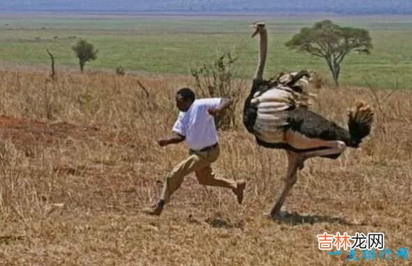 世界现存最大的鸟类 第一名体重150公斤,身高超过姚明!