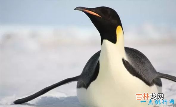 世界现存最大的鸟类 第一名体重150公斤,身高超过姚明!