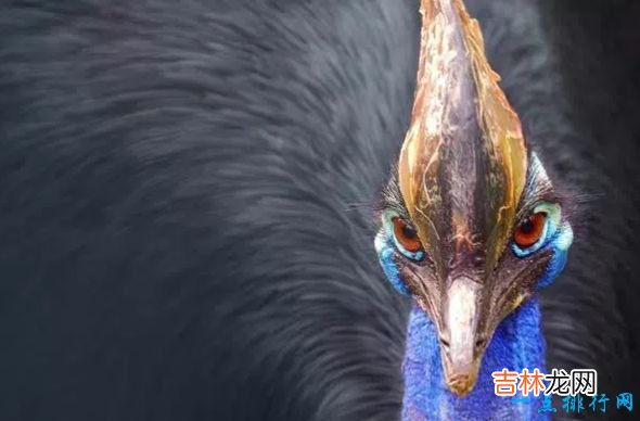 世界现存最大的鸟类 第一名体重150公斤,身高超过姚明!