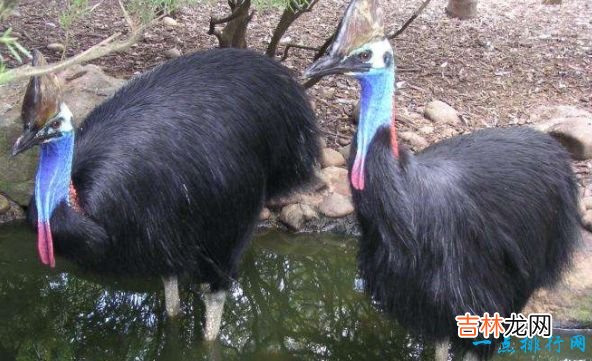 世界现存最大的鸟类 第一名体重150公斤,身高超过姚明!