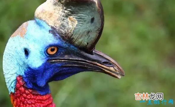 世界现存最大的鸟类 第一名体重150公斤，身高超过姚明！