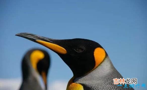 世界现存最大的鸟类 第一名体重150公斤,身高超过姚明!