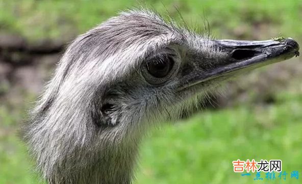 世界现存最大的鸟类 第一名体重150公斤,身高超过姚明!