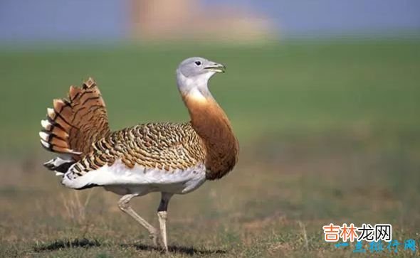 世界现存最大的鸟类 第一名体重150公斤,身高超过姚明!