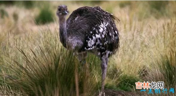 世界现存最大的鸟类 第一名体重150公斤,身高超过姚明!