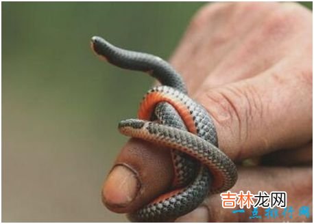 世界上长相最奇特的蛇，钝尾两头蛇长有前后两个脑袋