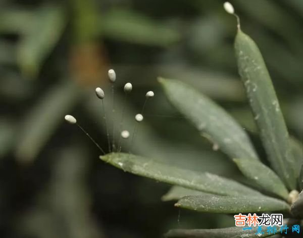 世界上最稀有的十种花 三千年开花一次的优昙婆罗花上榜
