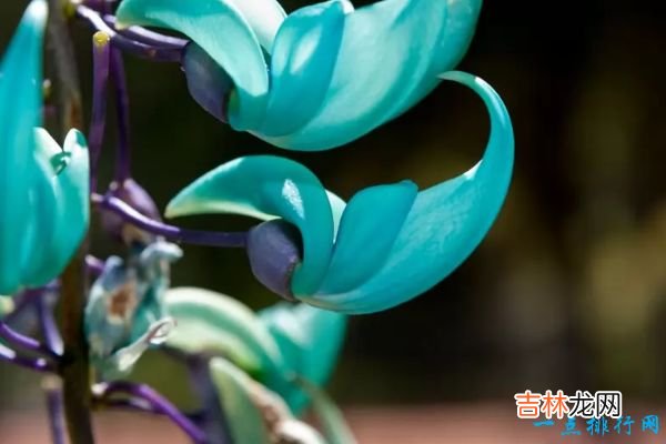 世界上最稀有的十种花 三千年开花一次的优昙婆罗花上榜