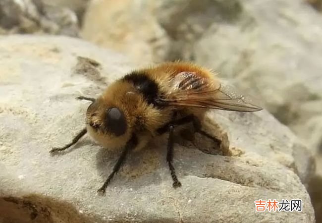 世界上最危险的十大昆虫 排第一的竟然是蚊子！