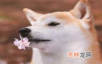 属狗射手座A型血的人性格有什么特征