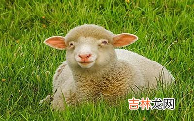 属羊金牛座A型血的人性格有什么特征