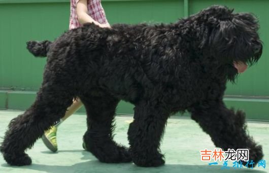 世界上最大的十种狗排行榜 最大的和小马一样大！