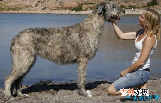 世界上最大的十种狗排行榜 最大的和小马一样大!