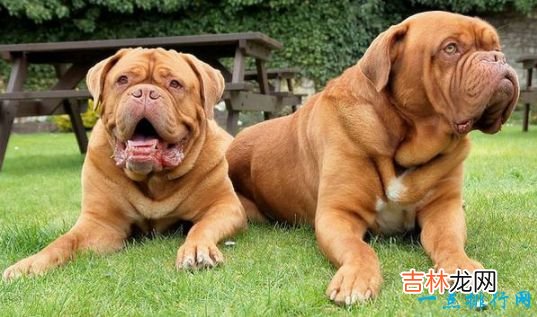 世界上最大的十种狗排行榜 最大的和小马一样大！