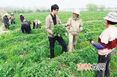 重庆村官吧 重庆还有没有招大学生村官