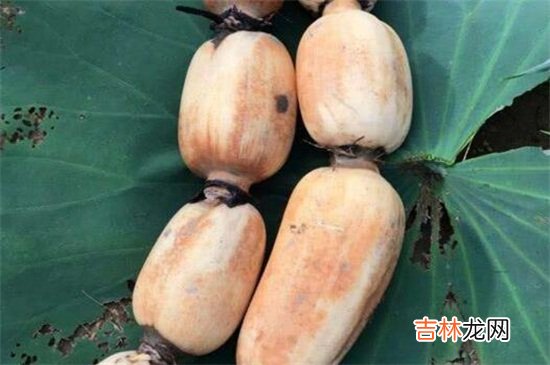 藕和鸡肉能一起吃吗