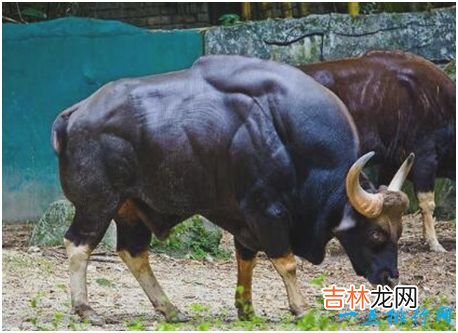 世界上最大的牛,印度野牛肩高可达2.2米,体重可达1225公斤