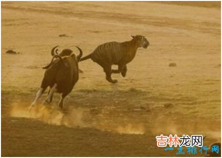 世界上最大的牛,印度野牛肩高可达2.2米,体重可达1225公斤