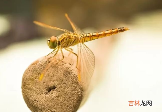 动物界迁徙旅程最长的十大动物 灰鹱每年迁徙6.5万公里