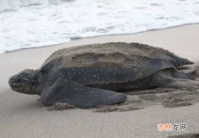 动物界迁徙旅程最长的十大动物 灰鹱每年迁徙6.5万公里