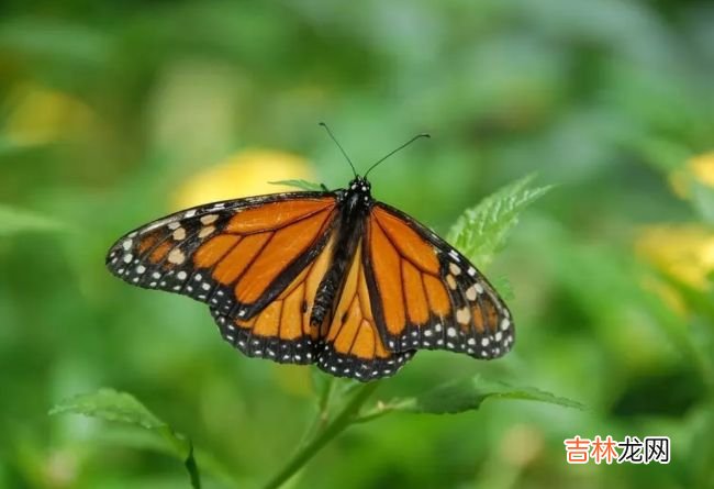 动物界迁徙旅程最长的十大动物 灰鹱每年迁徙6.5万公里