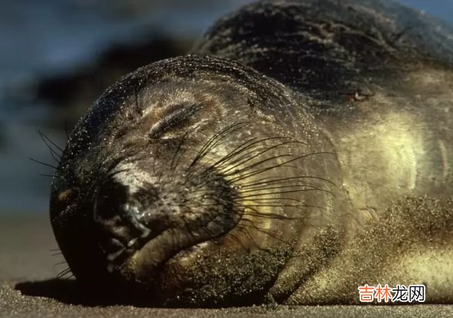 动物界迁徙旅程最长的十大动物 灰鹱每年迁徙6.5万公里