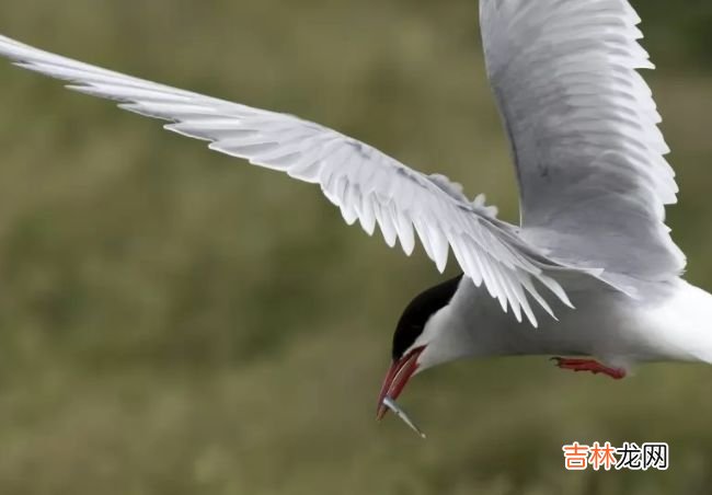 动物界迁徙旅程最长的十大动物 灰鹱每年迁徙6.5万公里