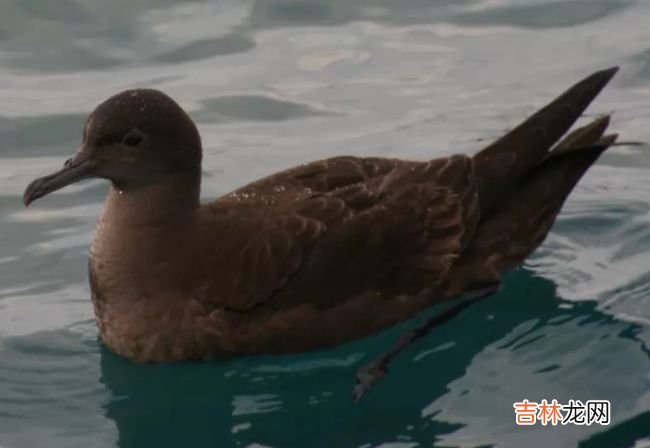 动物界迁徙旅程最长的十大动物 灰鹱每年迁徙6.5万公里