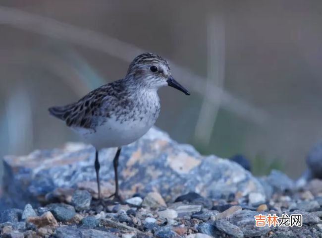 动物界迁徙旅程最长的十大动物 灰鹱每年迁徙6.5万公里