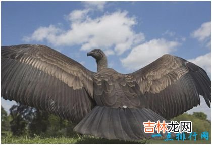 世界上最大的飞禽 安第斯神鹫翼展可达5米 濒临灭绝