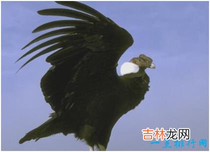 世界上最大的飞禽 安第斯神鹫翼展可达5米 濒临灭绝