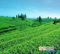 中国四大名茶排名 四大名茶那四种