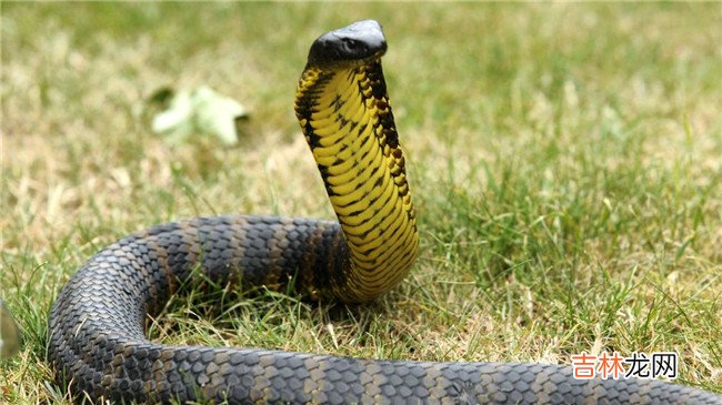 世界十大毒蛇排名 印度眼镜蛇居然不是排第一