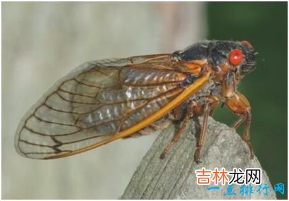 世界上最长寿的蝉,十七年蝉能在地下蛰伏十七年