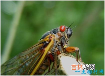 世界上最长寿的蝉,十七年蝉能在地下蛰伏十七年