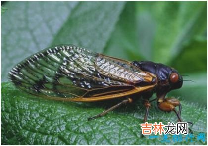 世界上最长寿的蝉,十七年蝉能在地下蛰伏十七年