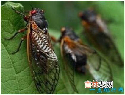 世界上最长寿的蝉,十七年蝉能在地下蛰伏十七年
