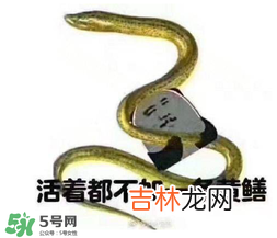 七彩皮皮鳝我们往死里钻是什么?意思?七彩皮皮鳝我们去个好地方是什么?意思?