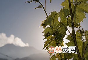 世界上最适合种植酿酒葡萄的4个地区